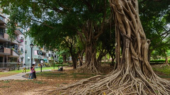 The large open spaces within the park allows these trees to grow to their large, mature sizes. These Chinese Banyan Trees (<i>Ficus macrocarpa</i>) are a dramatic feature in the eastern part of the park with their extensive root systems providing an organic sculptural effect in the open lawn areas.